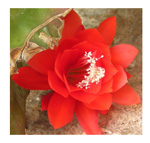 Blüte