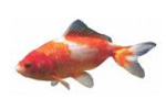 Fisch